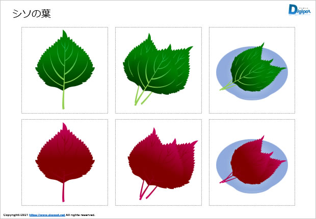シソの葉のイラスト パワーポイント Png形式画像 フリー素材 無料素材のdigipot